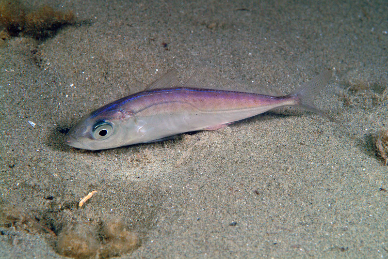 Trachurus cf. mediterraneus